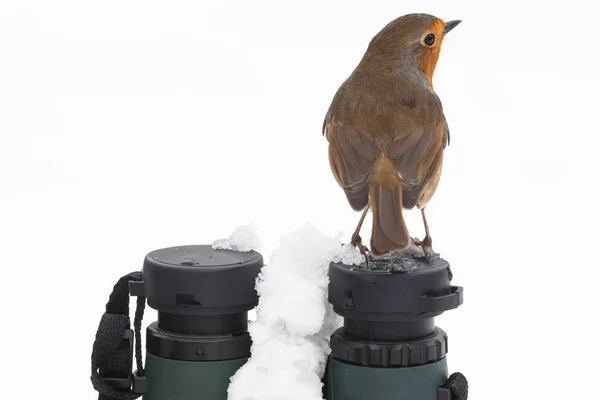 Robin redbreast sat on binoculars in winter — Stock Photo, Image