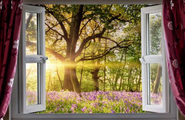 Bluebell orman gündoğumu açık pencere