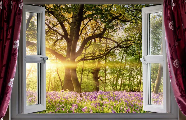 Window open onto bluebell forest sunrise — Stock Photo, Image