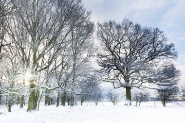 Kar erken sabah ormanla kaplı