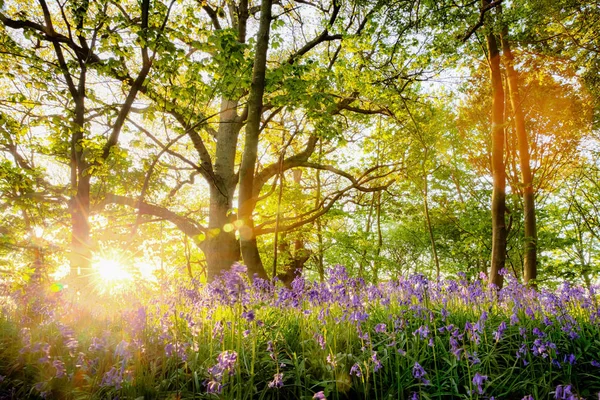 Bahar bluebell ormanda Norfolk güzel gündoğumu ile — Stok fotoğraf