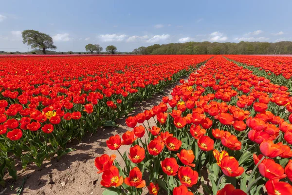 Vast red tulip fields in England — Stock Photo, Image