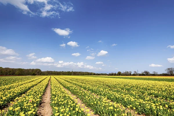 Campos de tulipanes amarillos en primavera — Foto de Stock