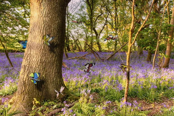 Butterflies in a bluebell woodland — Stock Photo, Image