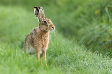 Güzel Norfolk yabani tavşan çimlere oturdu