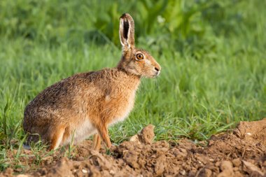 Yabani tavşan portre Norfolk İngiltere'de