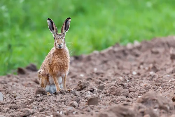 Дикий заяц сидел и смотрел в камеру — стоковое фото