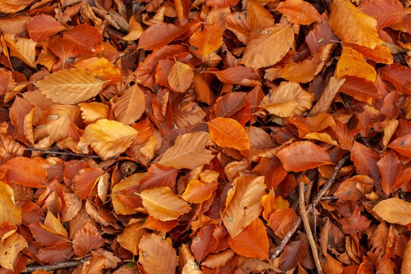 Autumn leaf covered floor — Stock Photo, Image