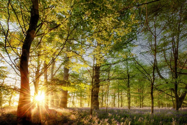 Salida del sol en un bosque inglés de arándanos — Foto de Stock