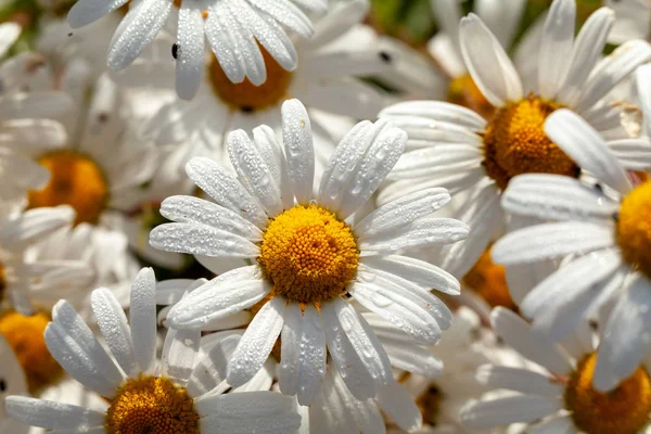 Beautiful large wild daisies with water drops — Stock Photo, Image