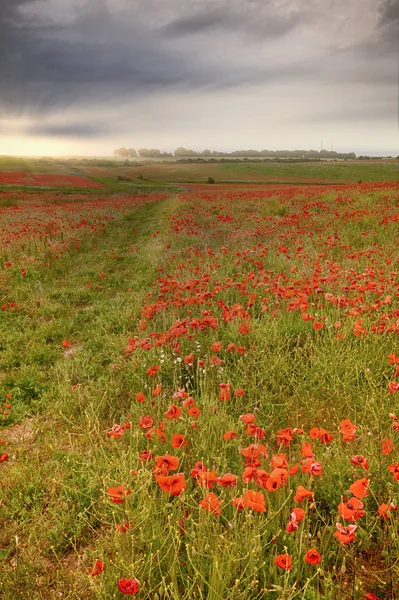 Riesige rote Mohnfelder im Morgengrauen — Stockfoto