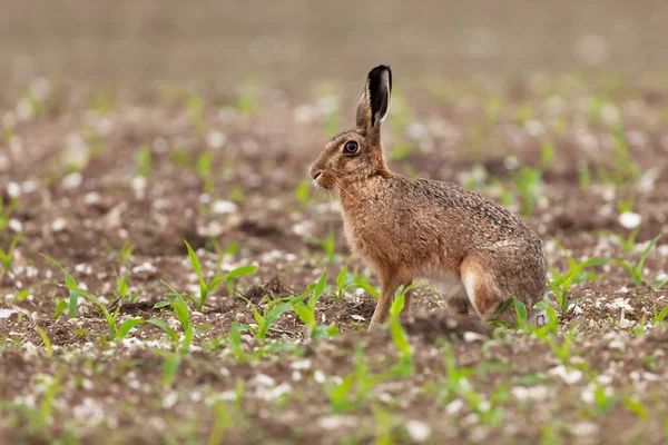 Brown hare at in a field of crops — 스톡 사진