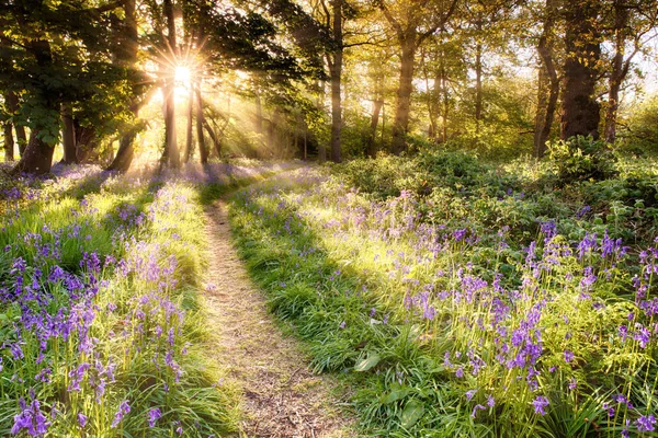 Floresta Bluebell Incrível Com Amanhecer Nascendo Através Das Árvores Caminho — Fotografia de Stock