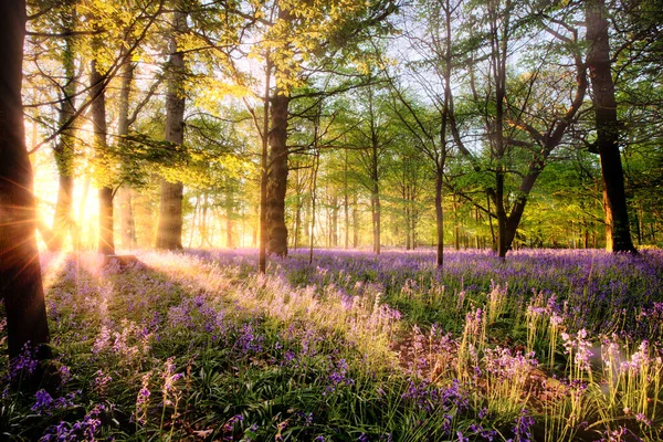 ブルーベルの森の中で素晴らしい日の出 早朝の陽射しで森の風景に隠された野生の春の花 — ストック写真