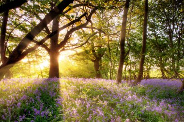 Ağaçların arasından vahşi çan çiçeklerinden oluşan bir halıya doğru şaşırtıcı bir gün doğumu. Norfolk İngiltere 'de mevsimlik bahar manzarası