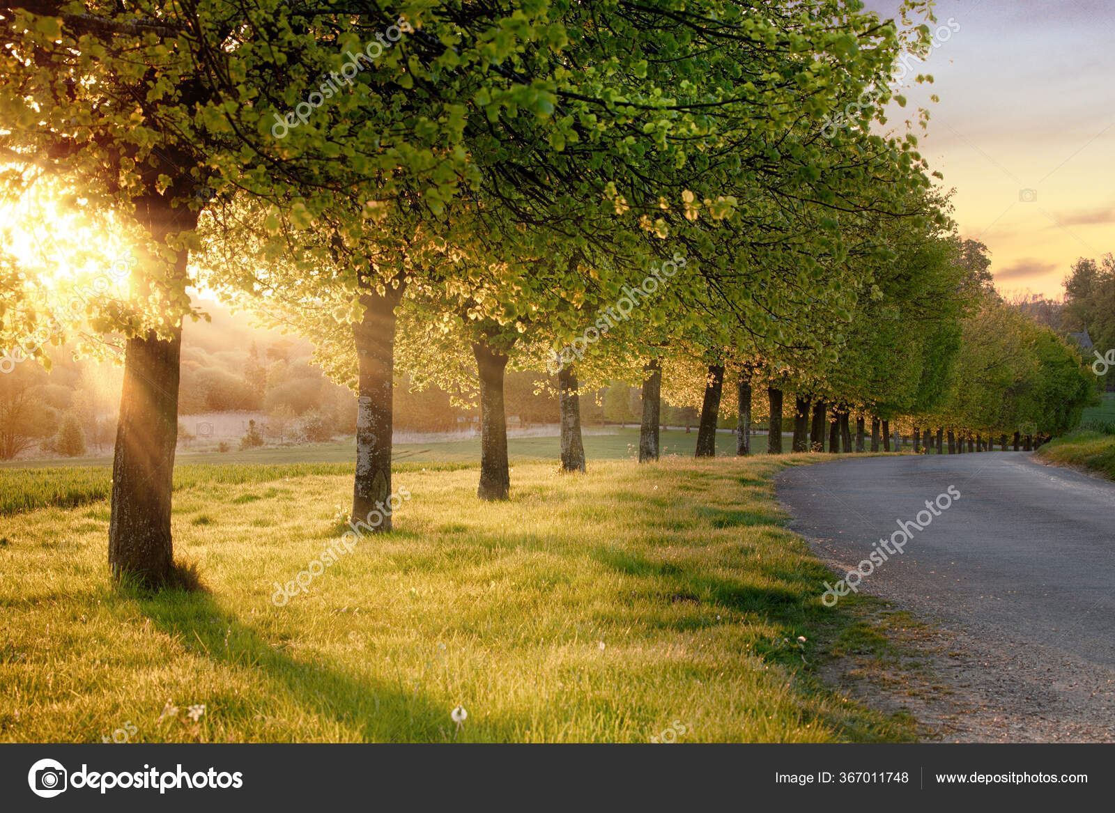 Beautiful Line Trees Alone Rural Road Sunset Natural Landscape Quiet —  Stock Photo © mreco99 #367011748, image size:1600x1167