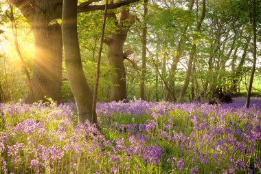BlueBell, şafak vakti doğan ağaçların altındaki orman manzarası. Bahar zamanı İngiliz kır çiçekleri.