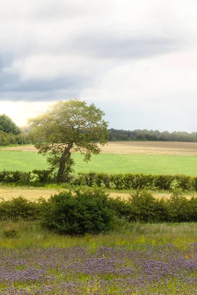 Sommer Ländliche Sonnenuntergangslandschaft England Mit Feldern Bäumen Und Hecken Raum — Stockfoto