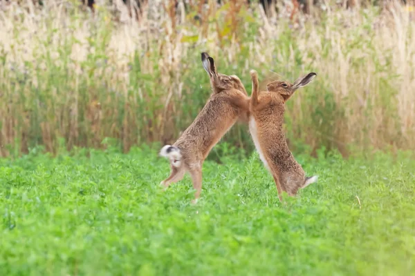 Wild Brown Hares Boxing Close Agricultural Field Norfolk — Stock Photo, Image