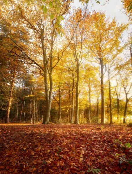 Amazing Autumn Woodland Landscape Golden Orange Leaves Morning Sunrise Seasonal — Stock Photo, Image