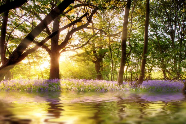 夜明けに日の出の反射とブルーベルの森の池 野生の目的の花や水と春の森の風景 — ストック写真