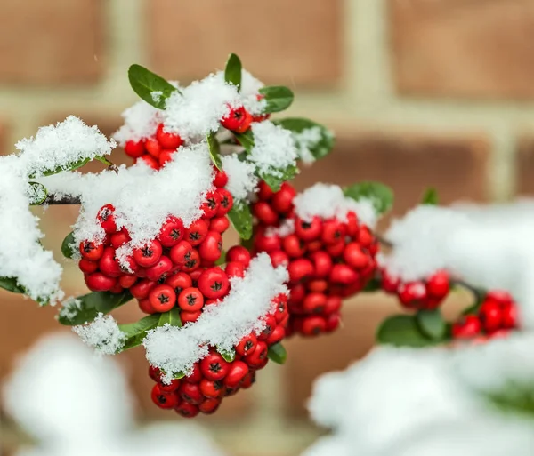 Bacche rosse — Foto Stock