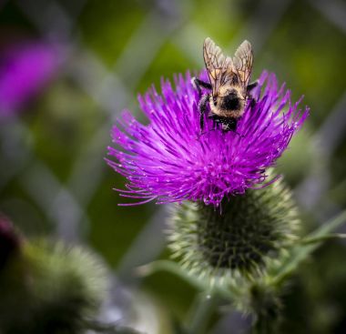 Bumble bee topladığı polen  
