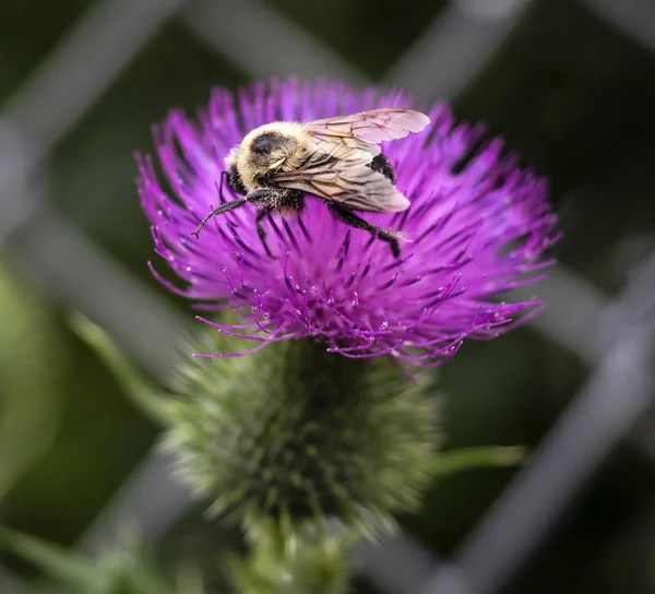 Bumble bee collects pollen — Stock Photo, Image