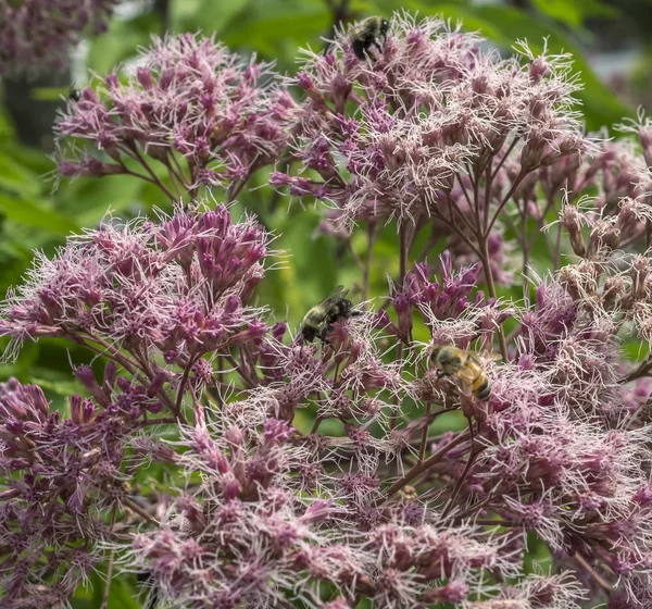 ミツバチ花粉を収集 — ストック写真