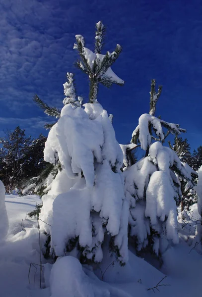 Abeto espalhado levemente com neve — Fotografia de Stock