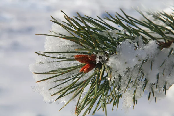 Ramos de abeto com neve — Fotografia de Stock