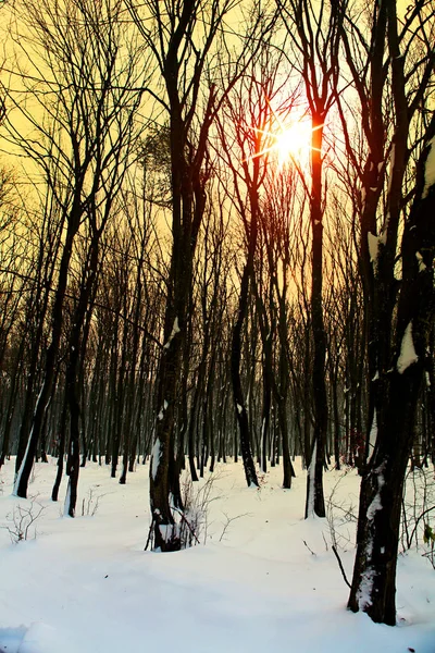 Inverno na floresta — Fotografia de Stock