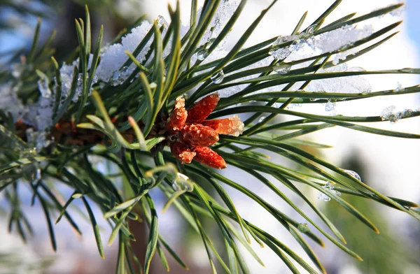 Parte di abete cosparso leggermente di neve — Foto Stock