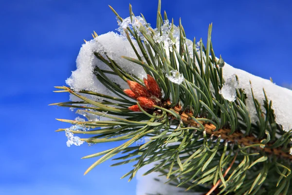 1 月の雪とモミの木の一部 — ストック写真