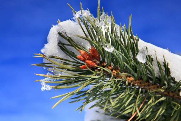 Parte de abeto com neve em janeiro — Fotografia de Stock