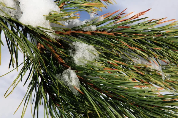 Częścią zielony świerk ze śniegu — Zdjęcie stockowe