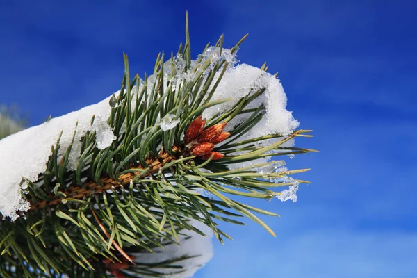 Parte de abeto no inverno — Fotografia de Stock