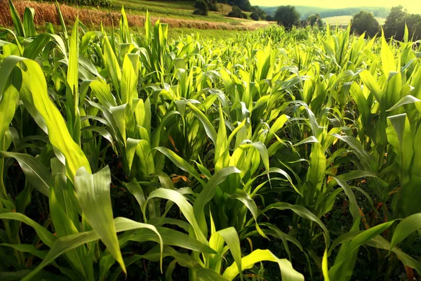 Groene maïs opgroeien — Stockfoto