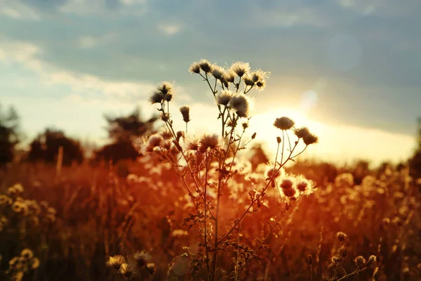 Coucher de soleil sur le champ de terres sauvages — Photo