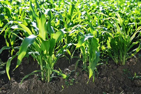 Campo di grano verde in giorno di sole — Foto Stock