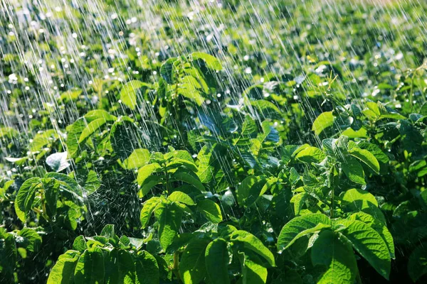 Regenwasser auf dem Feld — Stockfoto