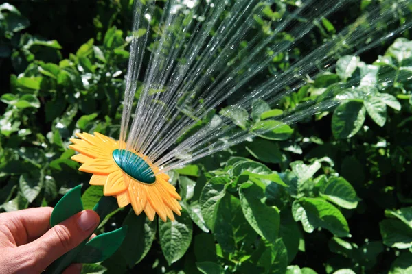 Riego de plantas — Foto de Stock