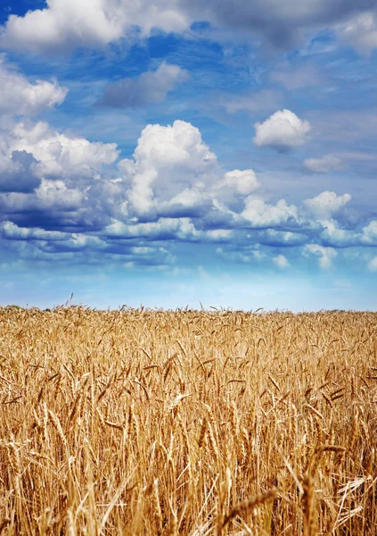 Желтая пшеница во время сбора урожая — стоковое фото