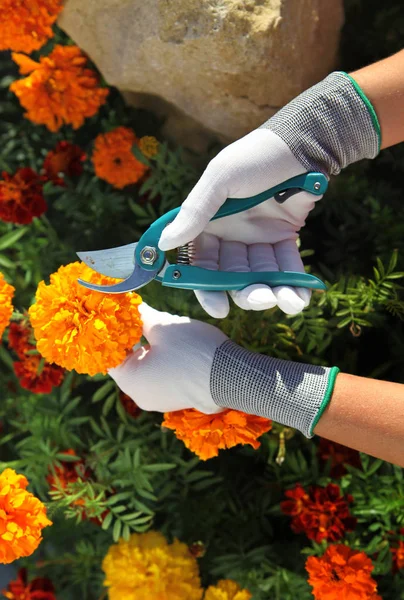 Hands of gardener cutting rmarigolds — Stock Photo, Image