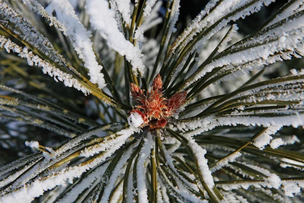 Parte de abeto en invierno —  Fotos de Stock