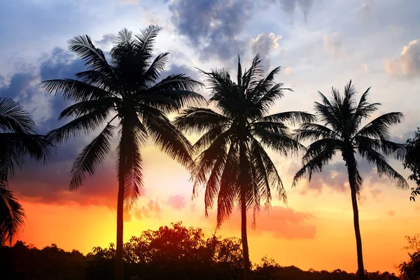 Silhouette of palm at sunset — Stock Photo, Image