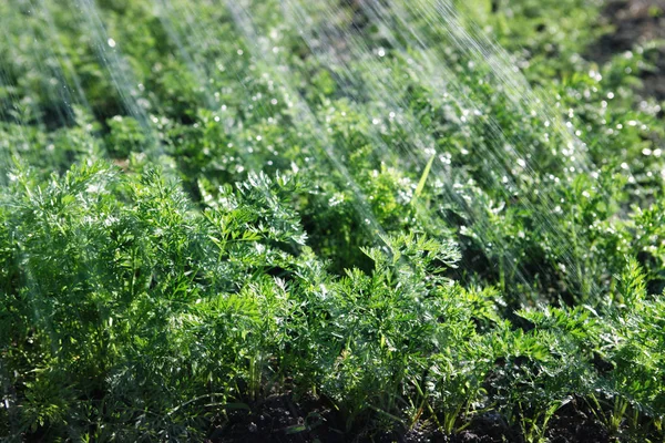 Águas pluviais em alimentos orgânicos verdes — Fotografia de Stock