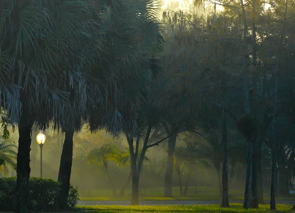 Çimenli kat Güney Florida, Amerika Birleşik Devletleri ile sisli ormanlık alanda aracılığıyla akış erken sabah güneşi. Bitki örtüsü selvi ağaçları ve palmettos içerir. İşte aydınlatılmış olması gibi görünüyor bir sokak lambası