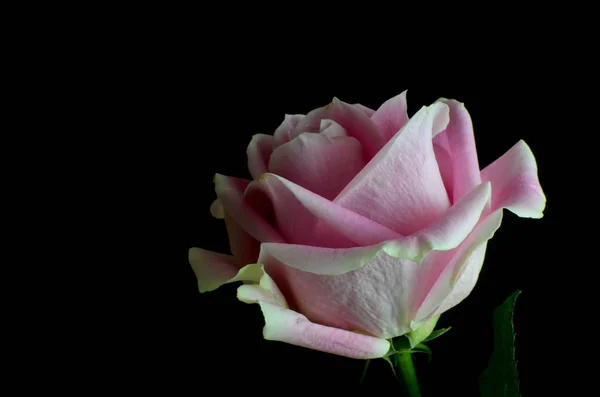 Single Pink Rose Isolated Black Background Lit Right Side Copy — 스톡 사진