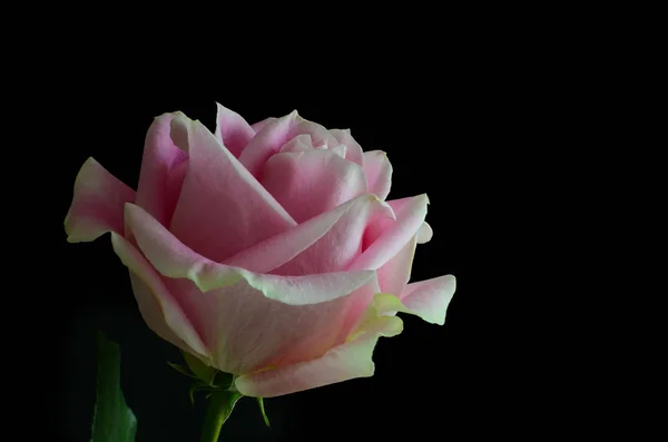 Single Pink Rose Isolated Black Background Lit Right Side Copy — 스톡 사진